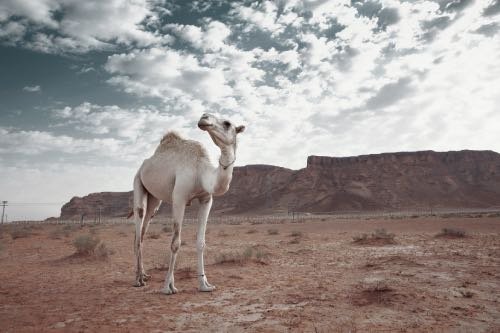 umrah-packages-from-uk